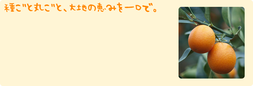 きんかんの魅力