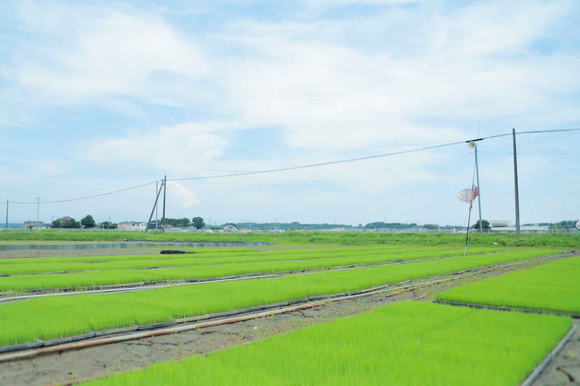 泗水町の豊かな田園