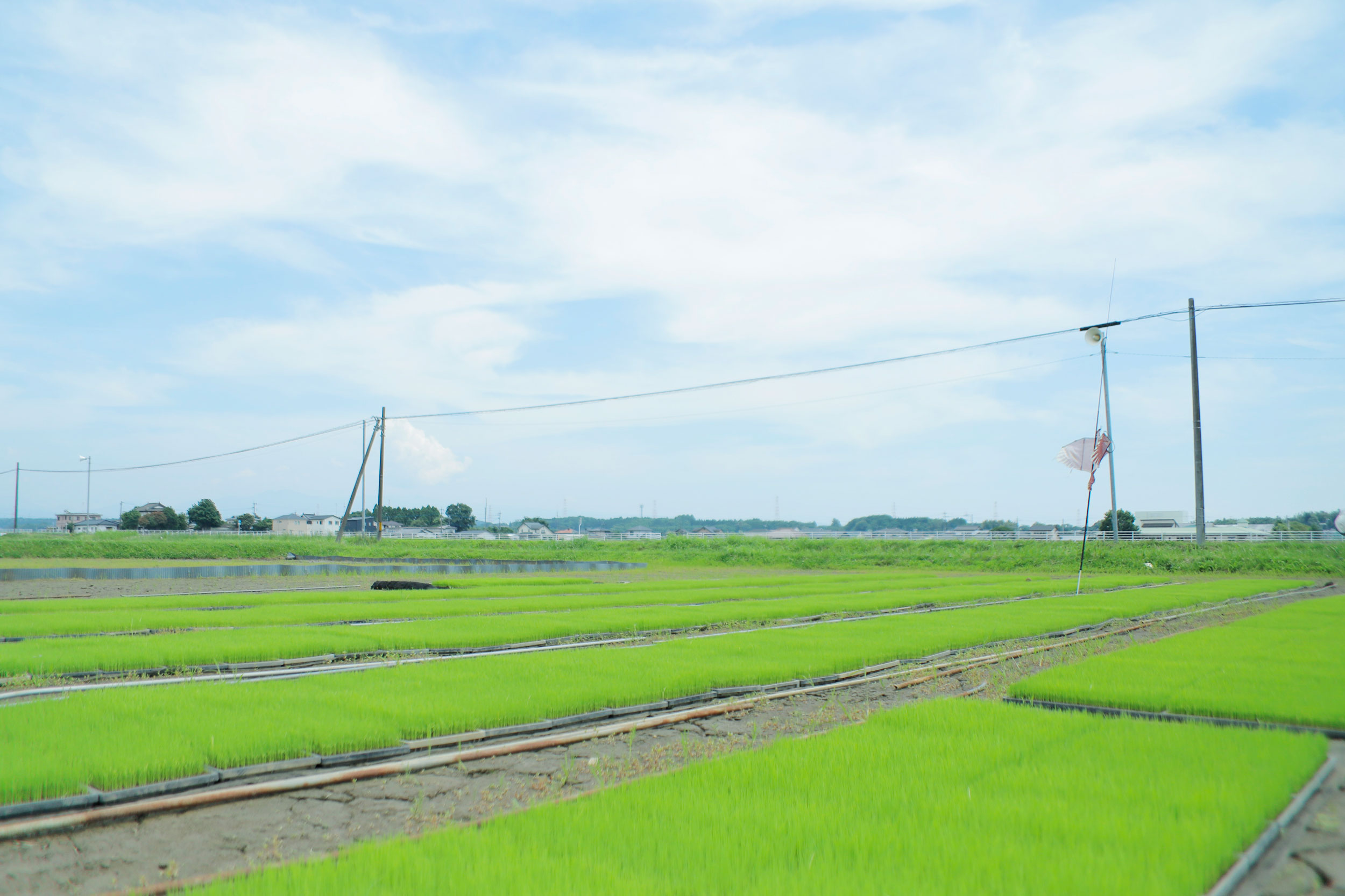 田んぼの風景