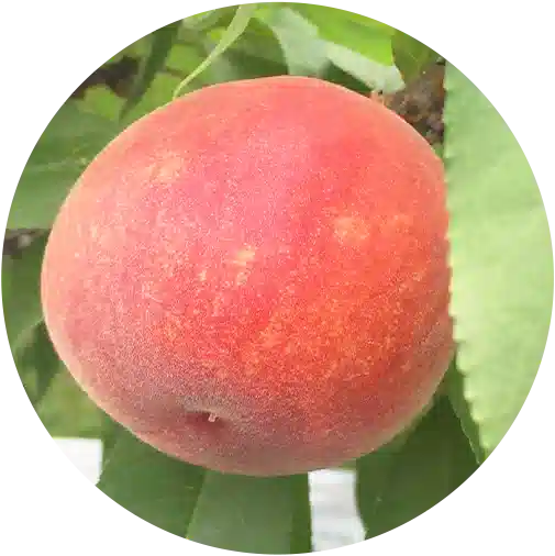 メンバーのアイコン