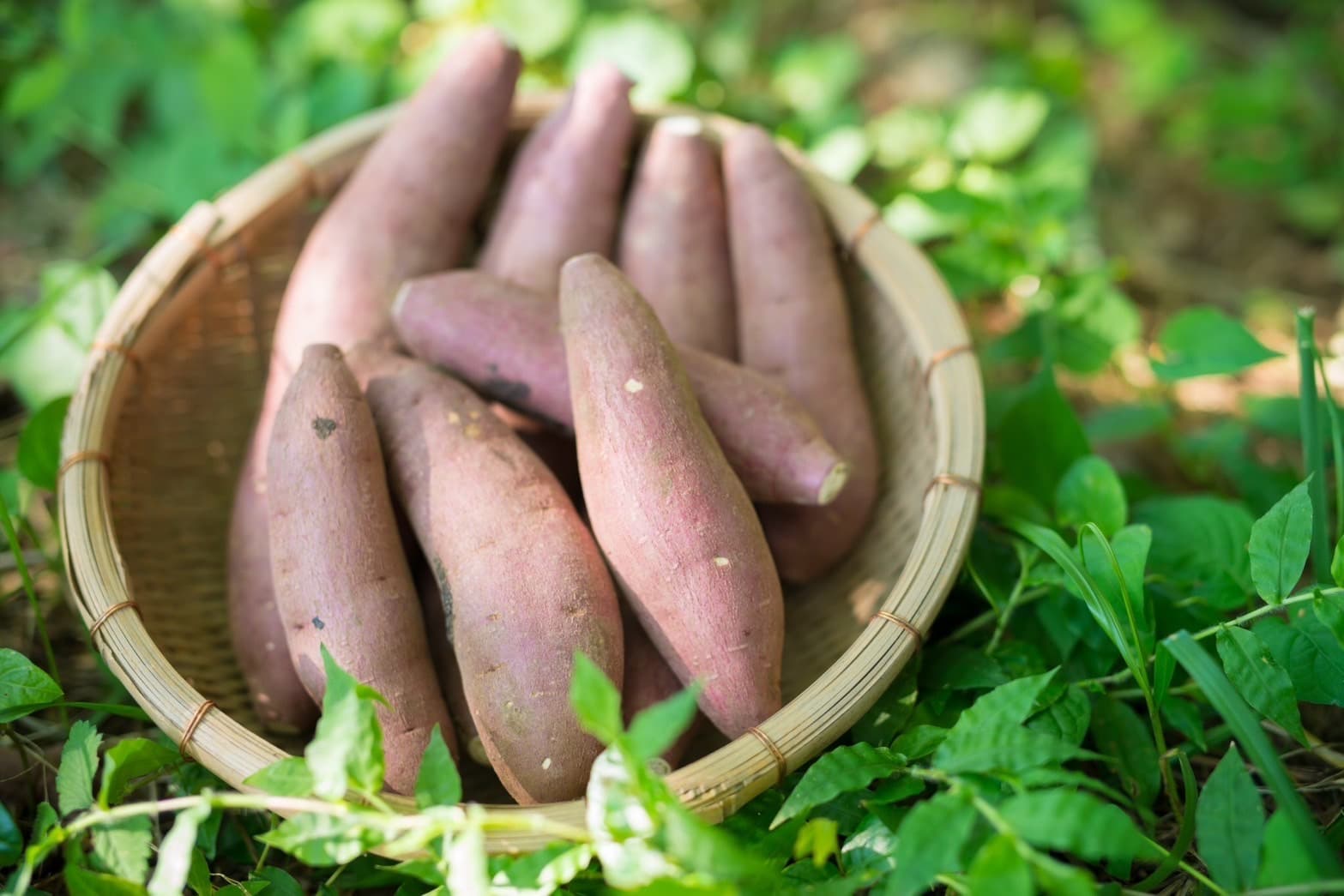 さつまいもの写真