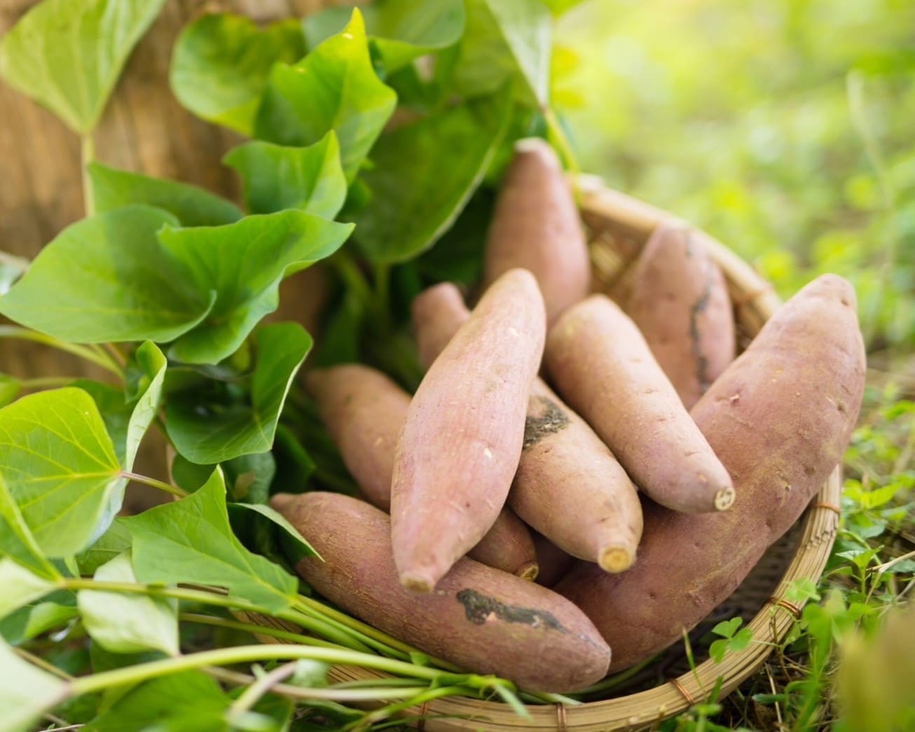 サツマイモの写真