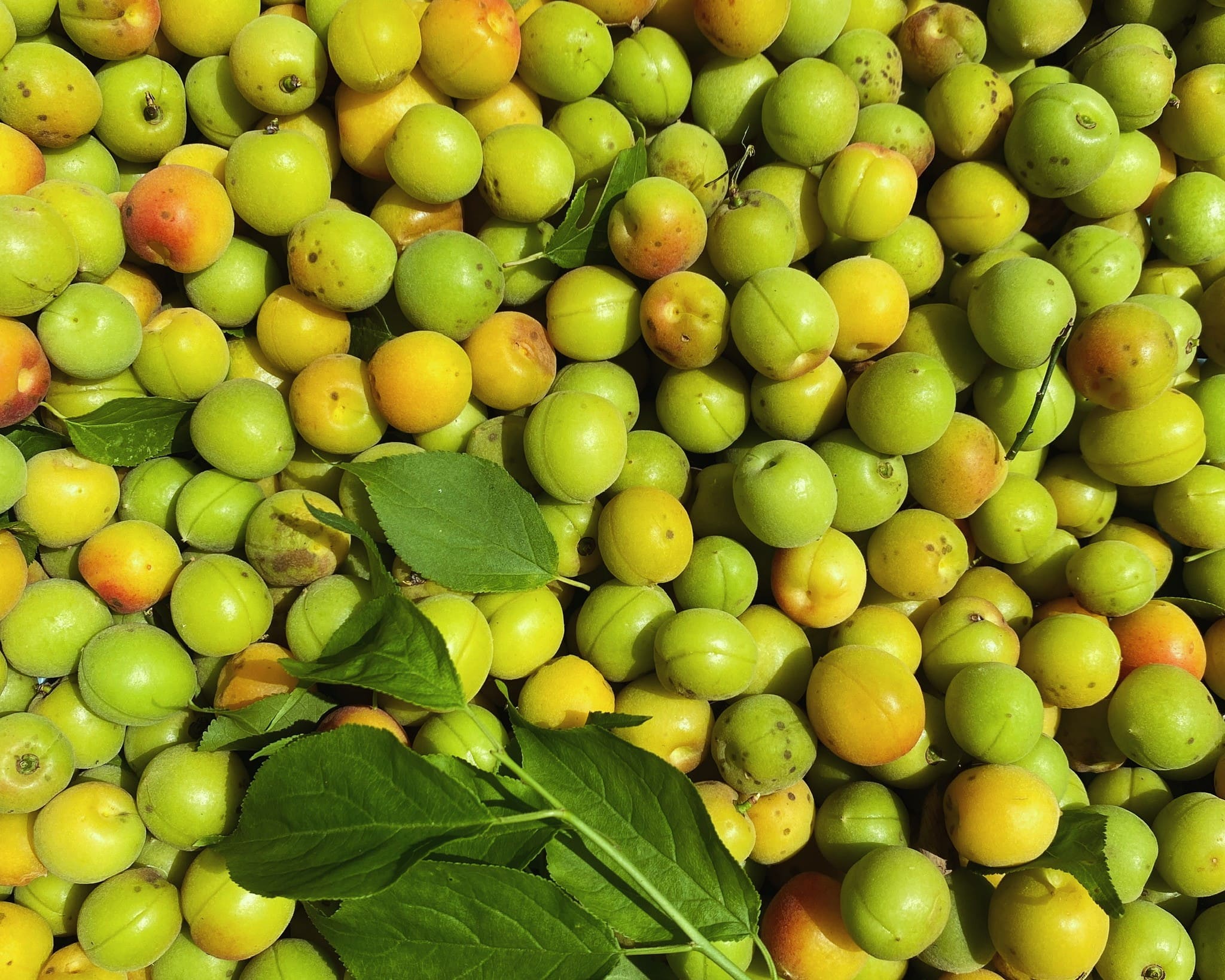 柑橘系果物の写真