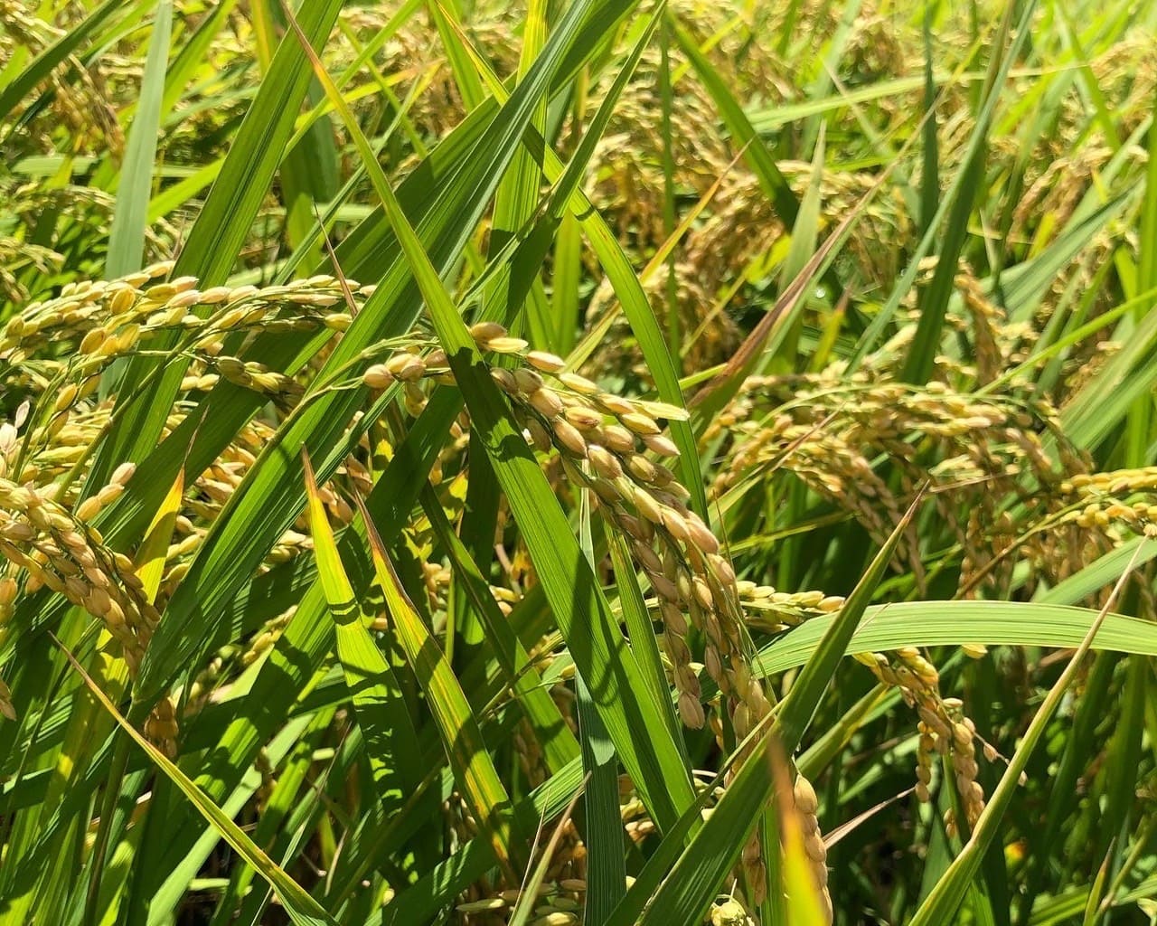 稲の写真
