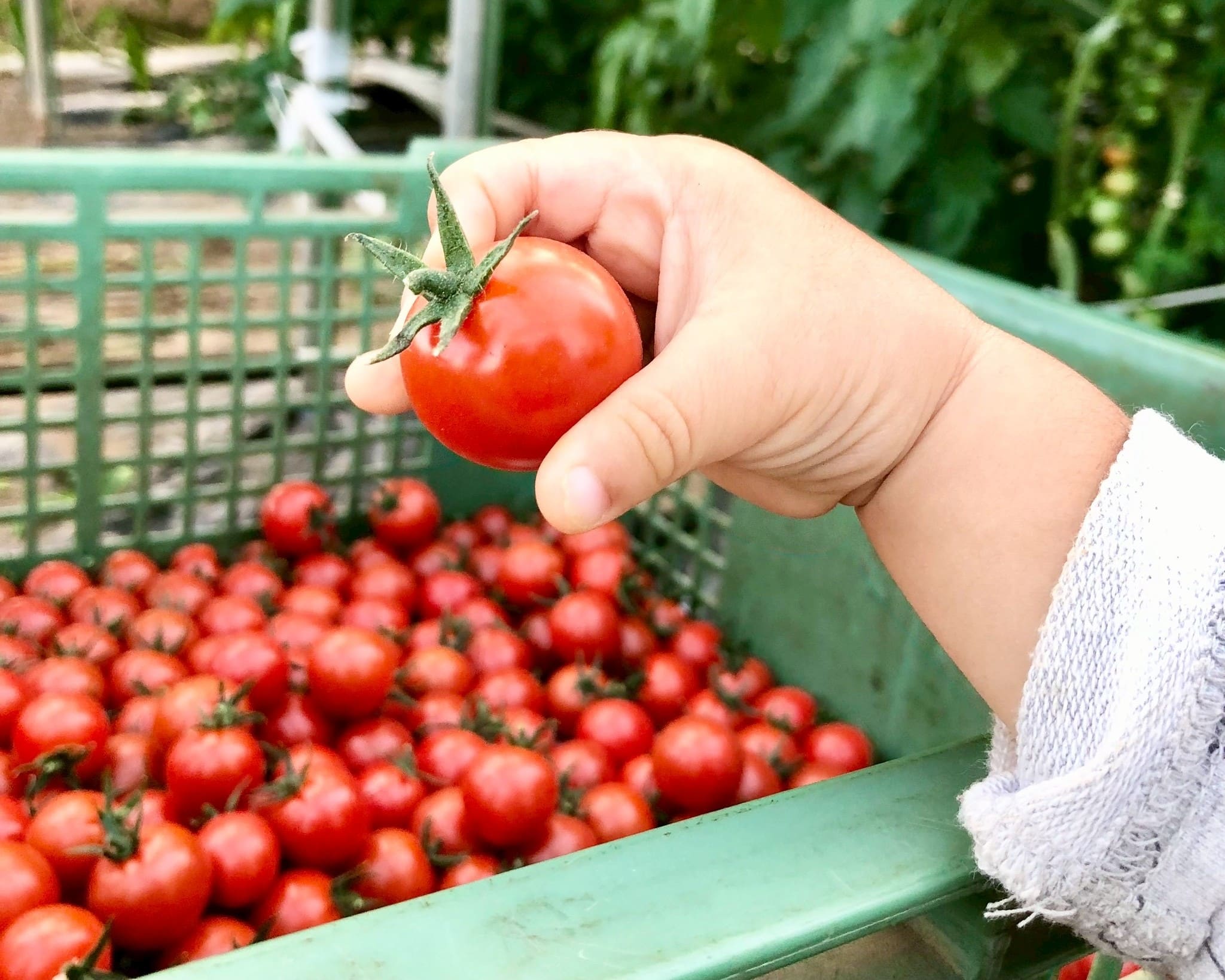 幼児の手がミニトマトを持っている写真