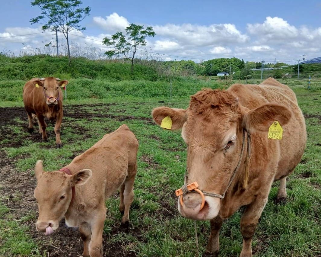 茶色い牛の写真