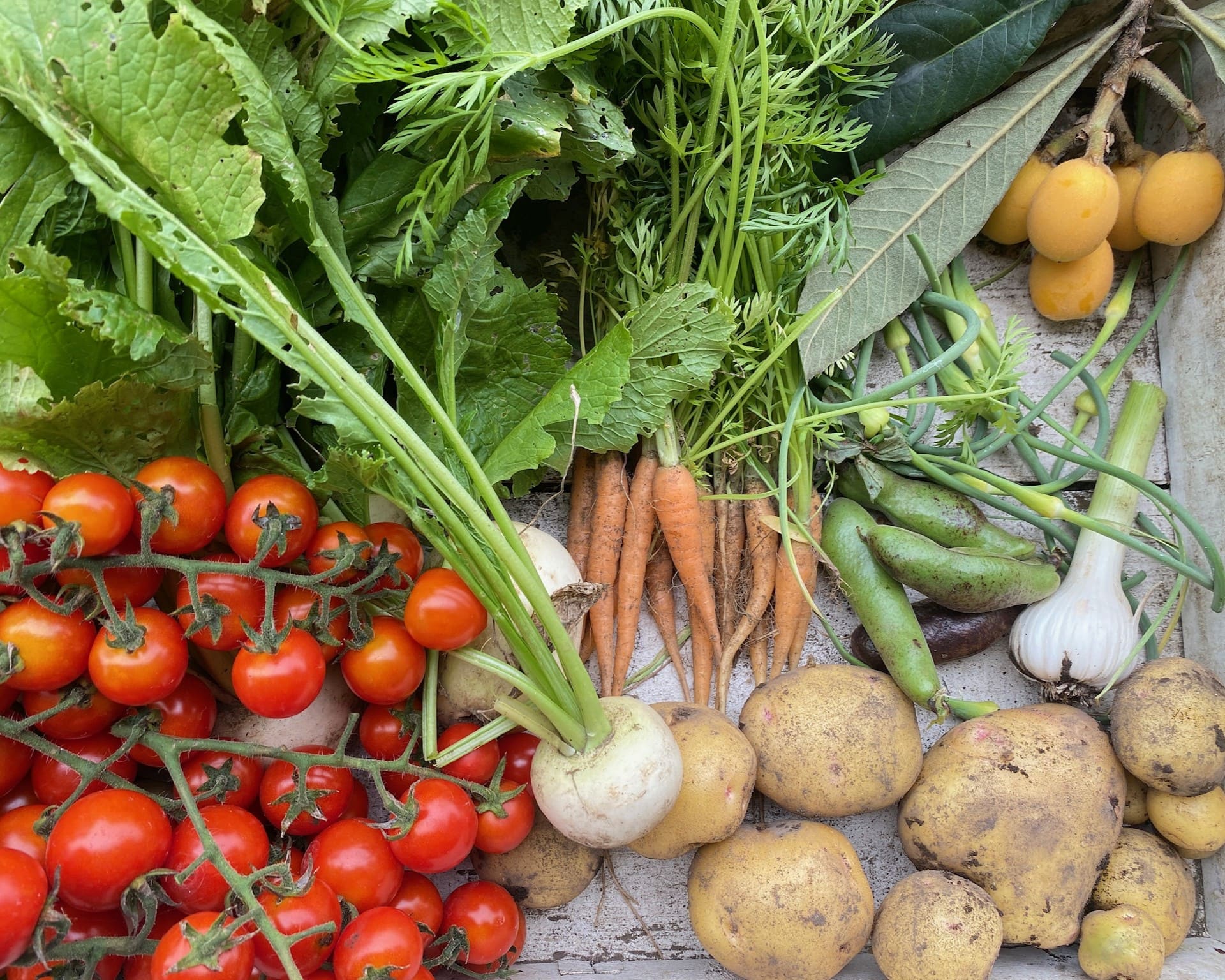 トマトやジャガイモなどの写真