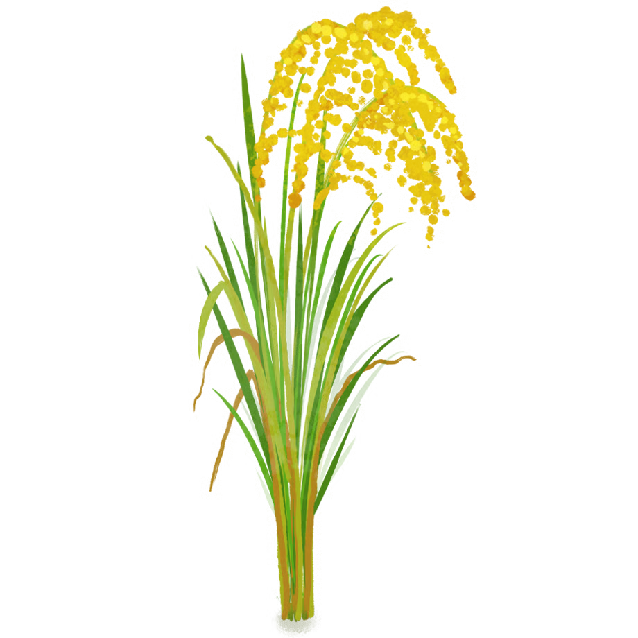 稲穂のイラスト